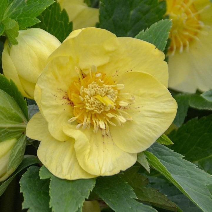 Helleborus 'California Dreaming'  - Honeymoon® California Dreaming Lenten Rose