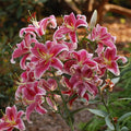 Lilium 'Stargazer'  - Stargazer Oriental Lily