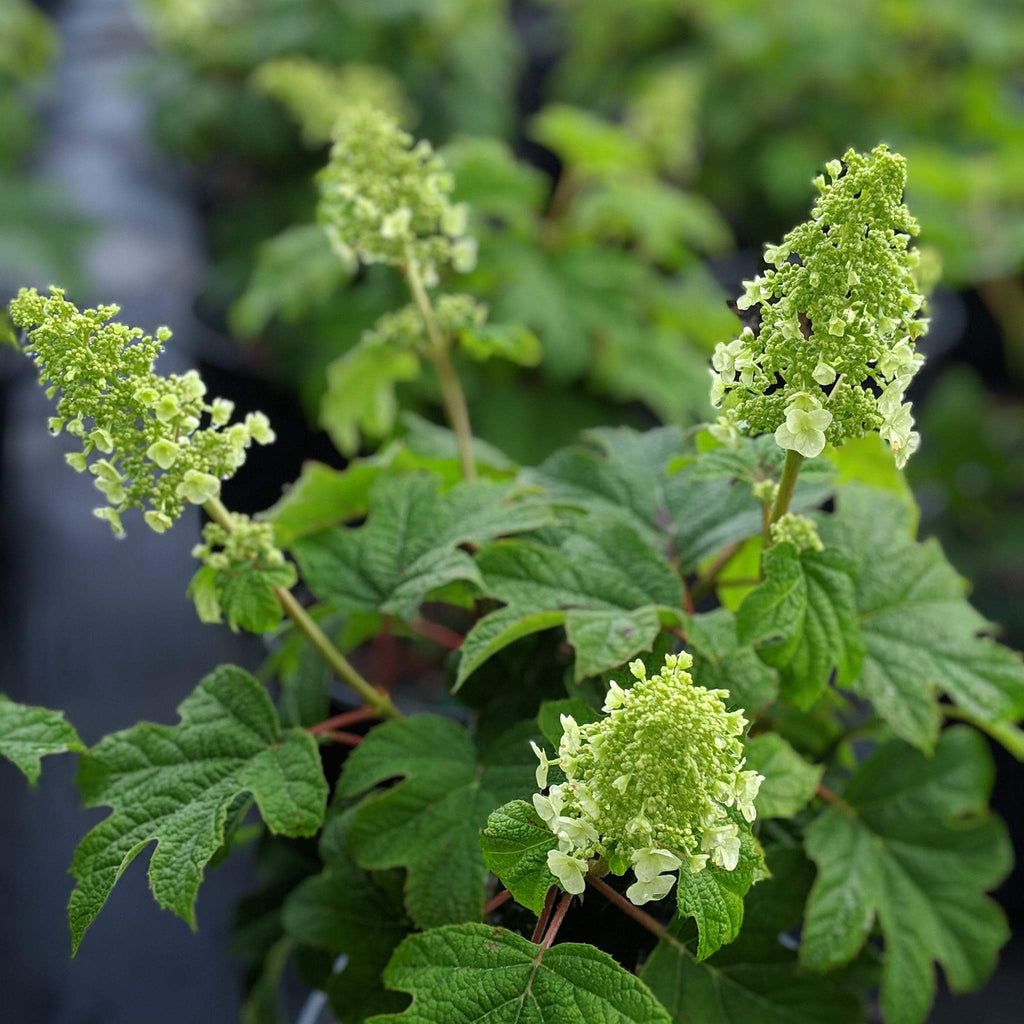 Hydrangea quercifolia 'Ruby Slippers'  - Ruby Slippers Oakleaf Hydrangea