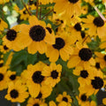 Rudbeckia triloba  - Three Lobed Coneflower