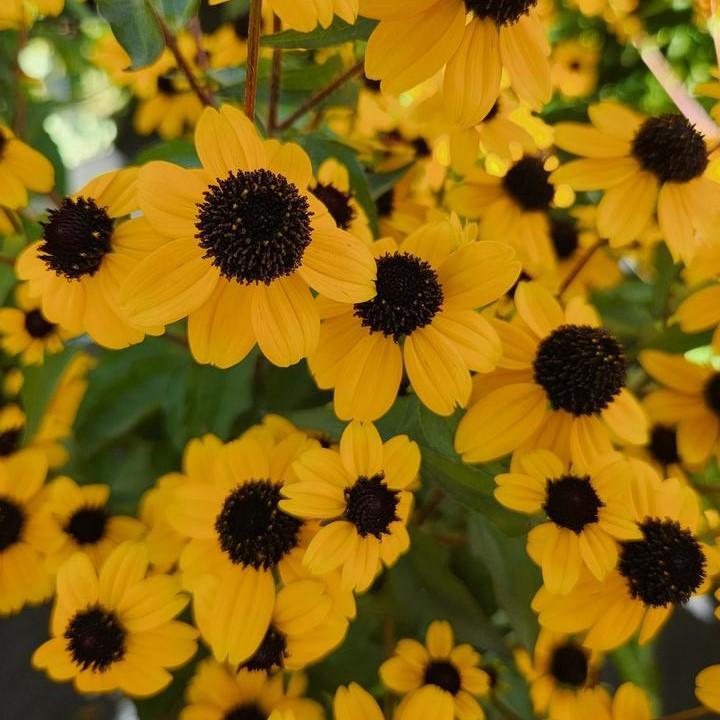 Rudbeckia triloba  - Three Lobed Coneflower