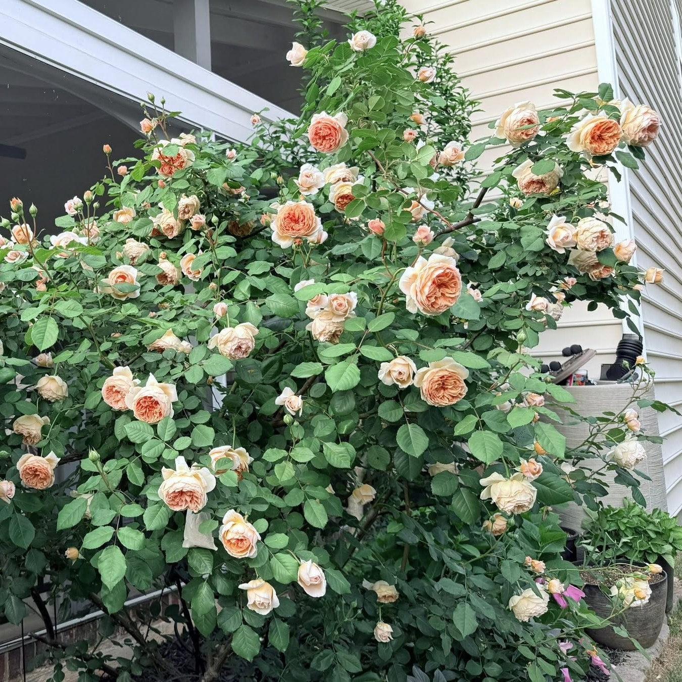 Rosa 'Auswinter'  - Crown Princess Margareta® Rose