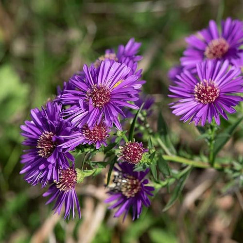 Aster novae-angliae 'Grape Crush'  - Grape Crush New England Aster