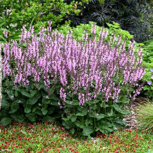Salvia 'Pink Dawn'  - Color Spires® Pink Dawn Salvia