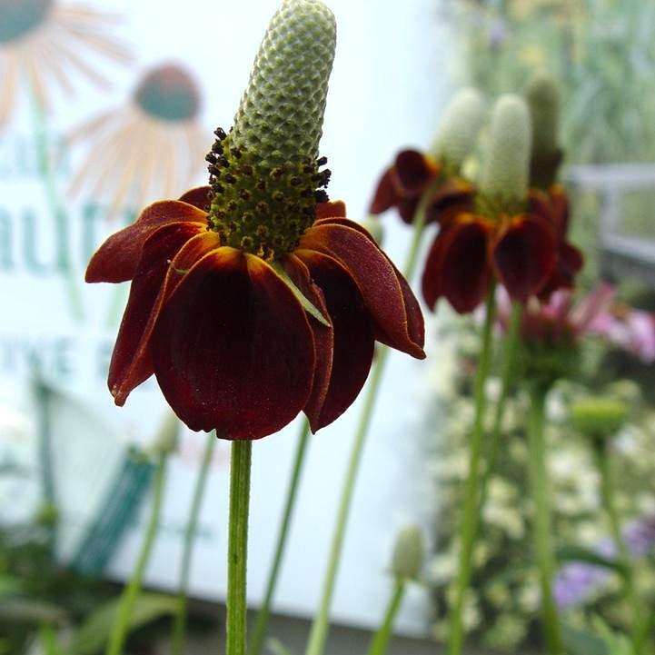 Ratibida columnifera 'Red Midget'  - Red Midget Mexican Hat Plant