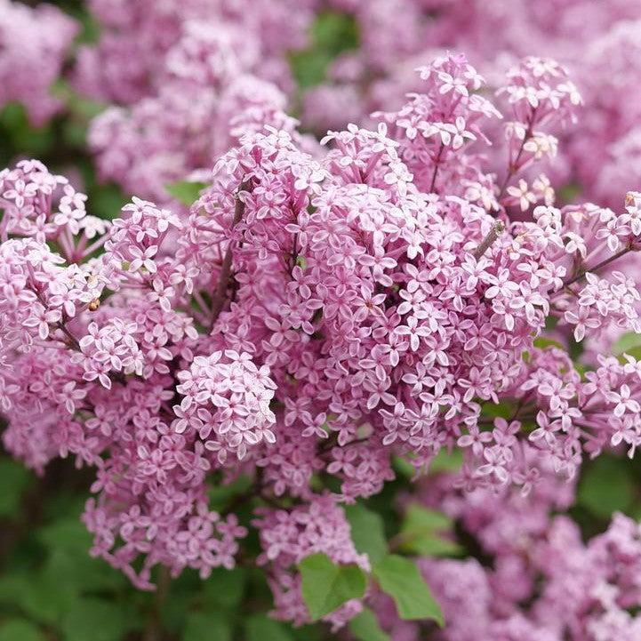 Syringa x 'SMNSPTP'  - Bloomerang® Purpink Lilac