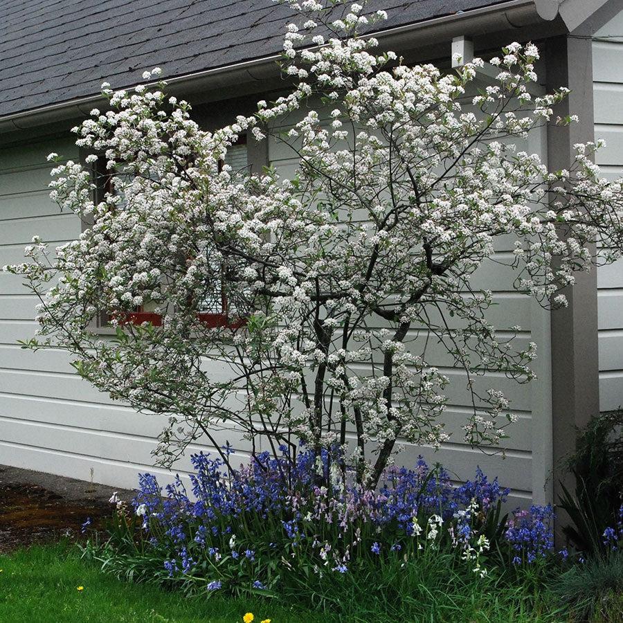 Aronia arbutifolia 'Brilliantissima'  - Brilliant Red Chokeberry