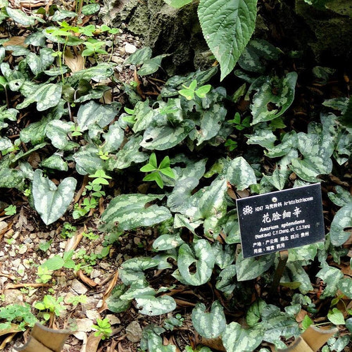 Asarum splendens  - Chinese Wild Ginger