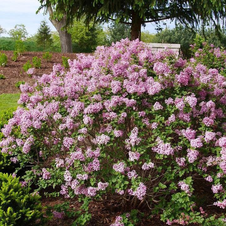 Syringa x 'SMNSPTP'  - Bloomerang® Purpink Lilac