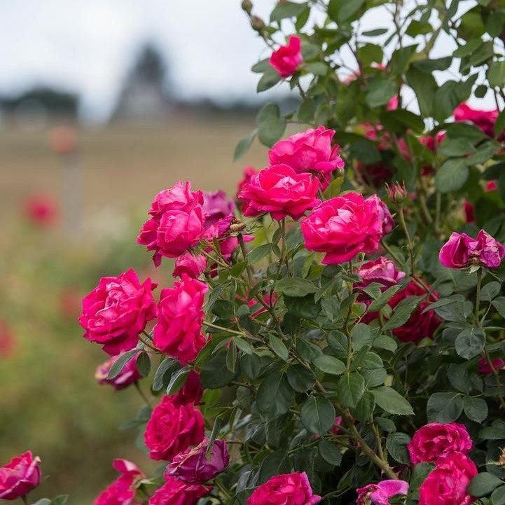Rosa 'BAIgirl'  - Easy Elegance® My Girl Rose
