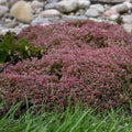 Sedum cauticola 'Steel the Show'  - Steel the Show Stonecrop