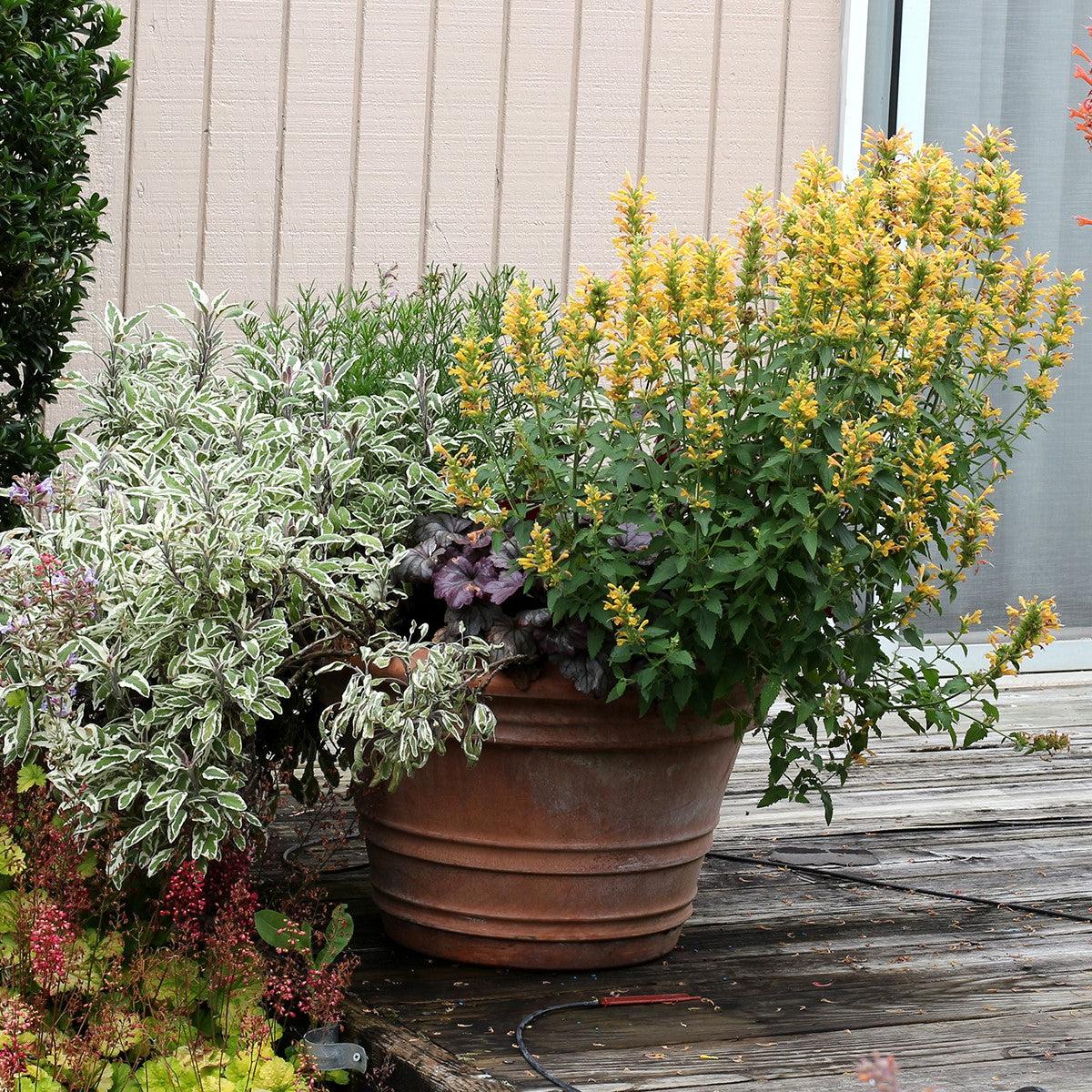 Agastache ‘Kudos Yellow’  - Kudos™ Yellow Hummingbird Mint, Hyssop