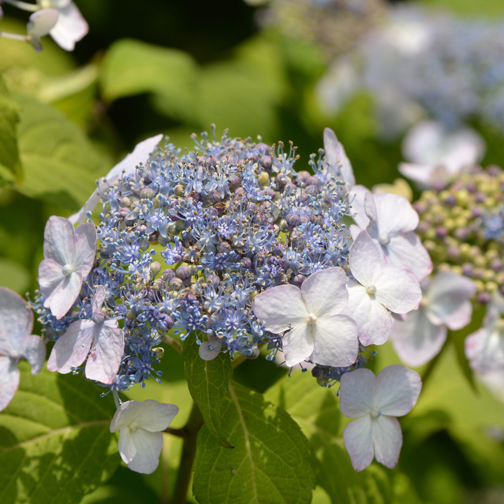 Hydrangea serrata 'Blue Billow'  - Blue Billow Hydrangea