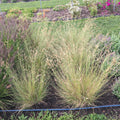 Bouteloua gracilis 'Honeycomb'  - Honeycomb Blue Grama
