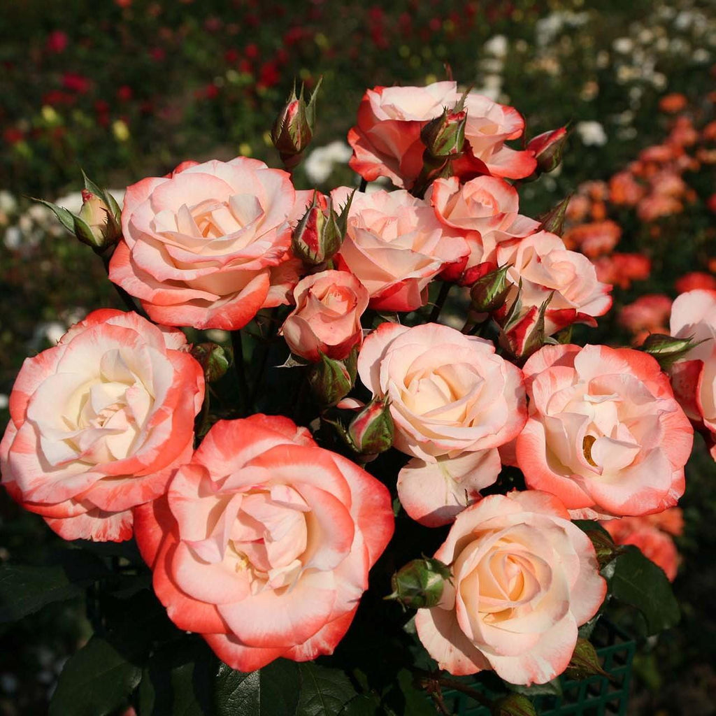 Rosa 'KORbaymun'  - Color Splash™ Rose