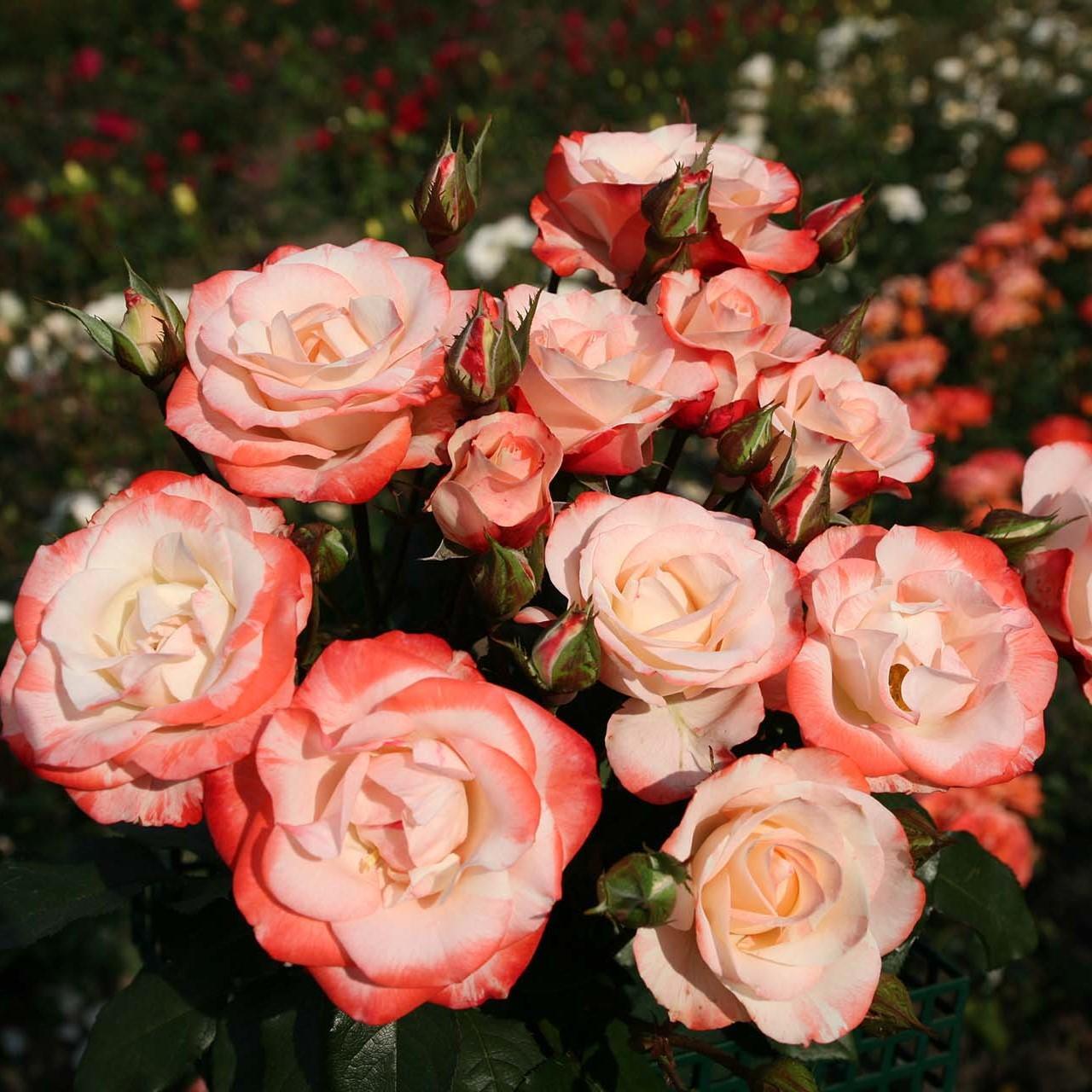 Rosa 'KORbaymun'  - Color Splash™ Rose