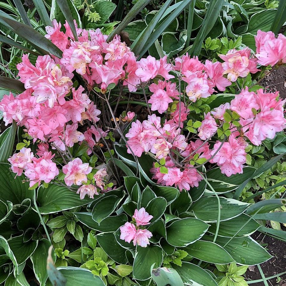 Rhododendron 'Blaauw's Pink'  - Blaauw's Pink Azalea