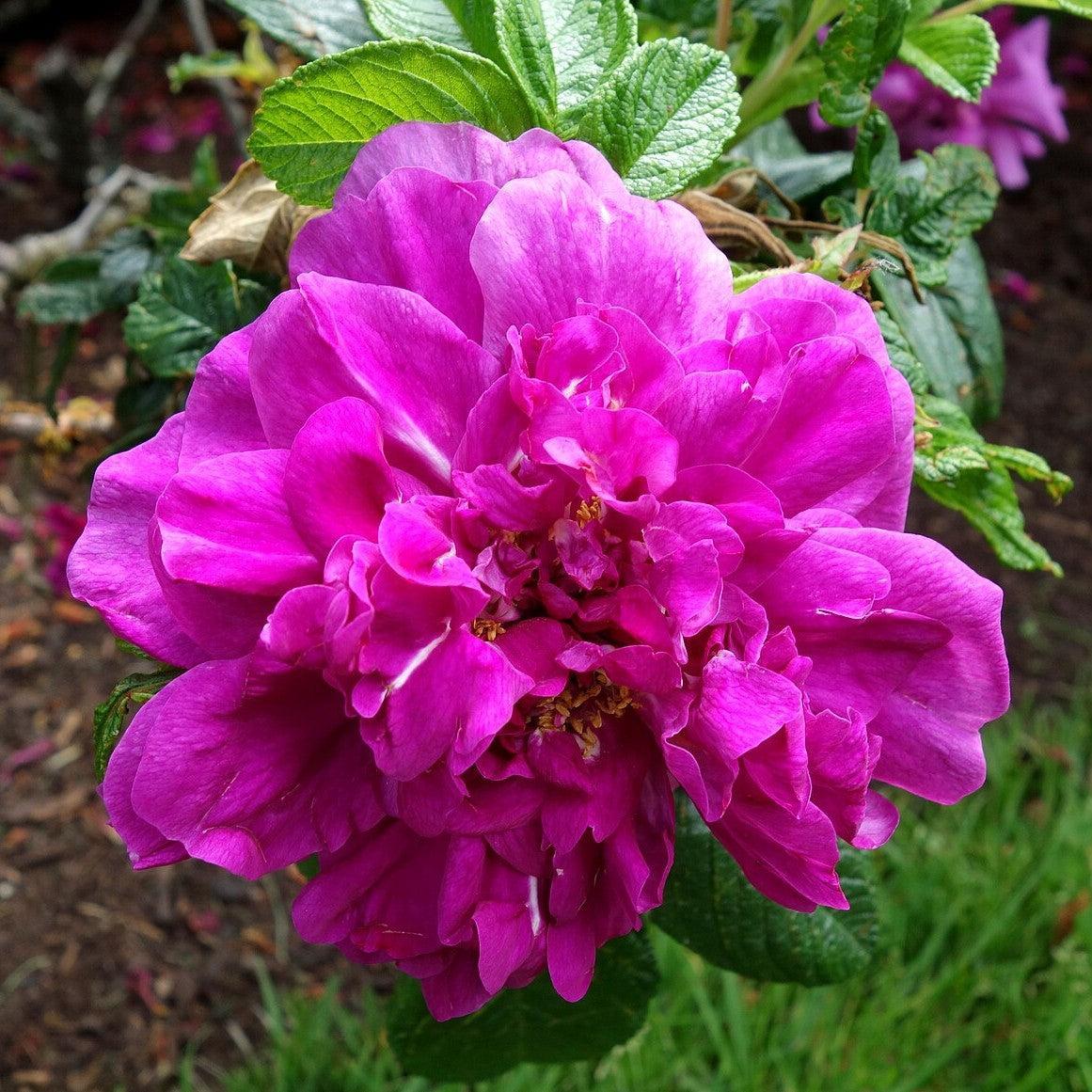 Rosa rugosa 'Hansa'  - Hansa Rugosa Rose