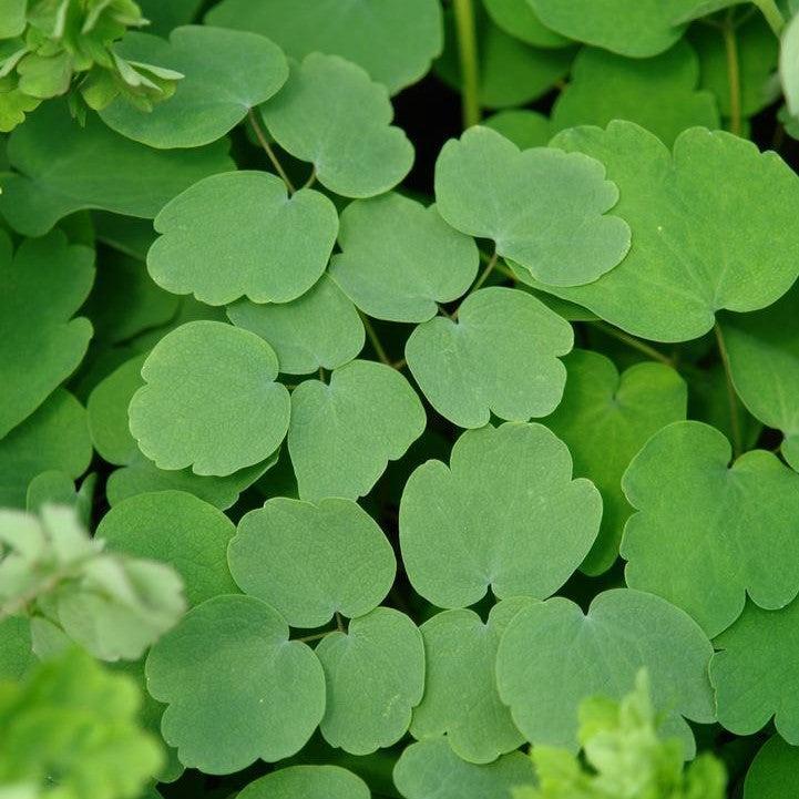Thalictrum rochebruneanum  - Giant Meadow-Rue