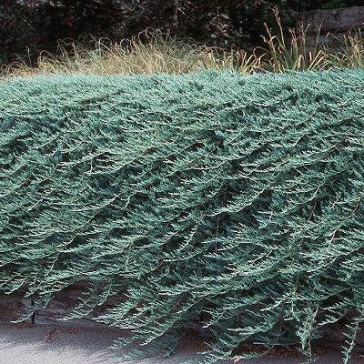 Juniperus horizontalis 'Bar Harbor'  - Bar Harbor Juniper