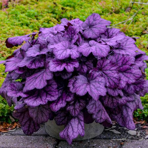 Heuchera 'Wild Rose'  - Primo® Wild Rose Heuchera