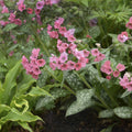 Pulmonaria 'Pretty in Pink'  - Pretty in Pink Lungwort