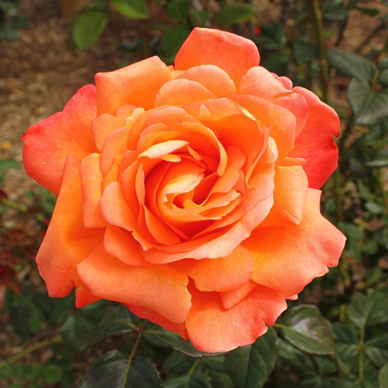 Rosa 'Aromiclea'  - Voodoo Rose