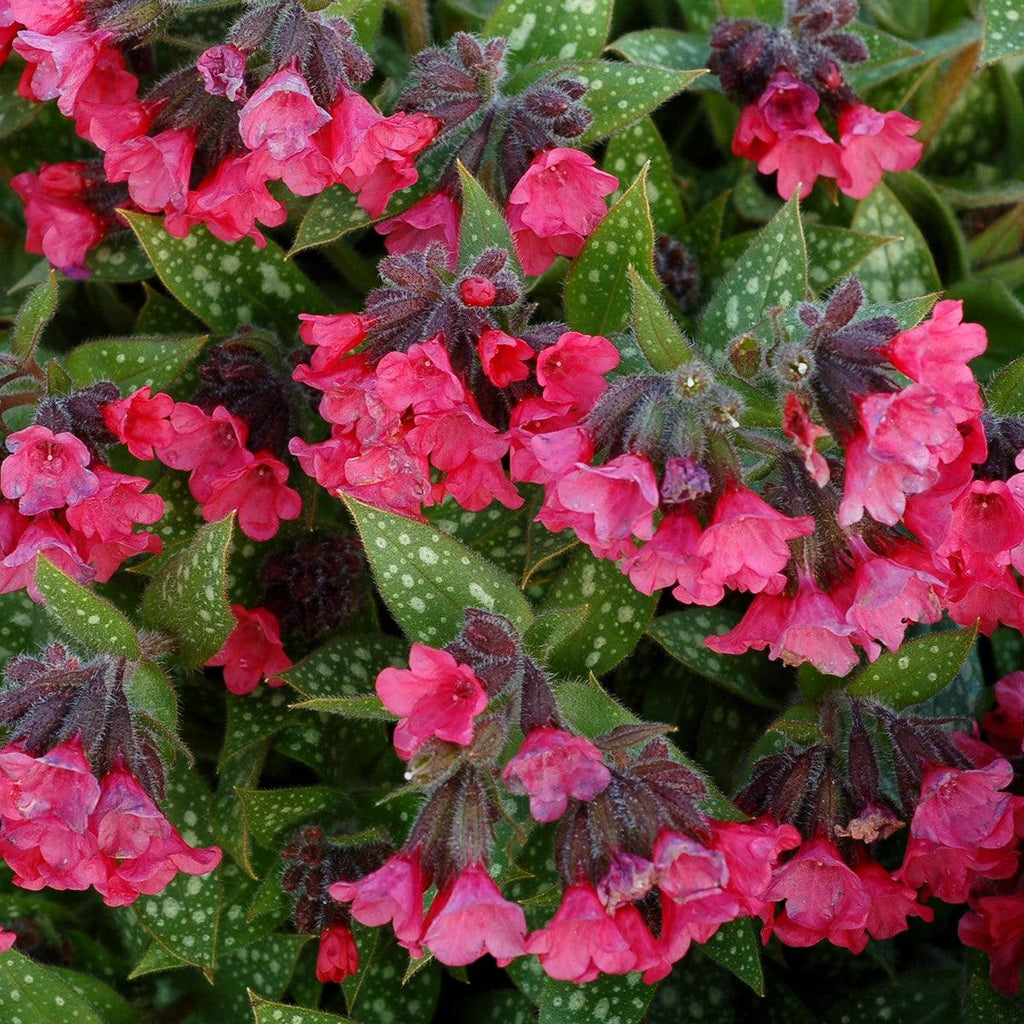 Pulmonaria 'Shrimps on the Barbie'  - Shrimps on the Barbie Lungwort