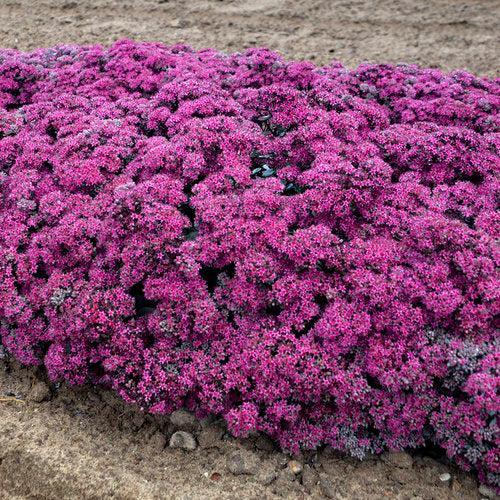 Sedum ‘Superstar’  - Rock 'N Round™ Superstar Stonecrop