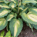 Hosta 'Love Story'  - PW® Shadowland® Love Story Hosta