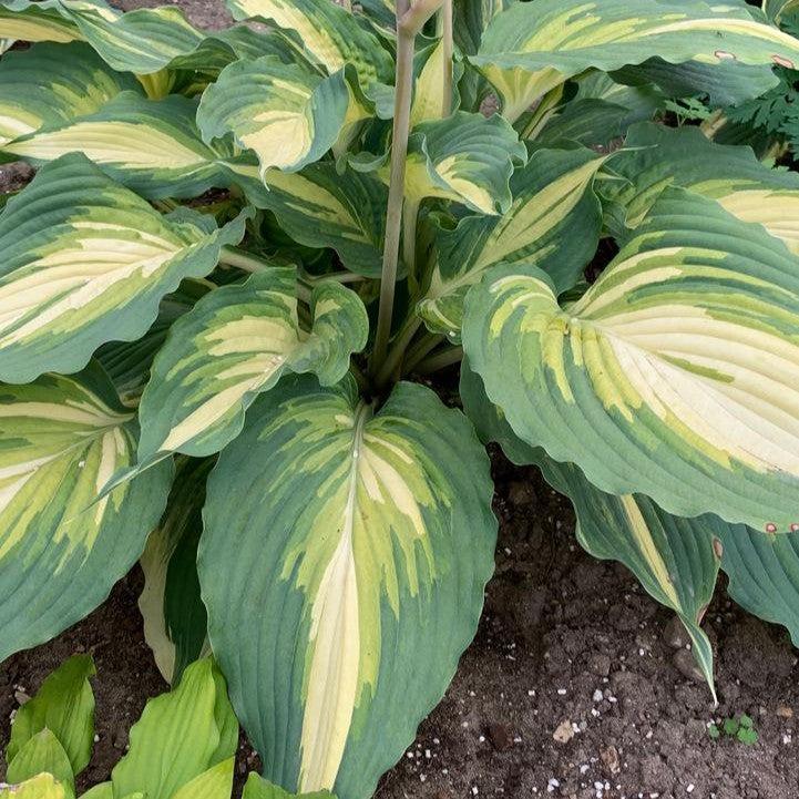 Hosta 'Love Story'  - PW® Shadowland® Love Story Hosta