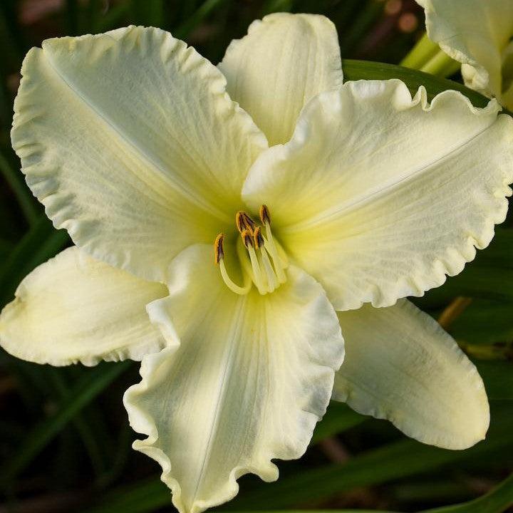 Hemerocallis 'Sunday Gloves'  - Sunday Gloves Daylily