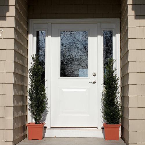 Ilex crenata 'FARROWSK6'  - Patti O Box® Japanese Holly