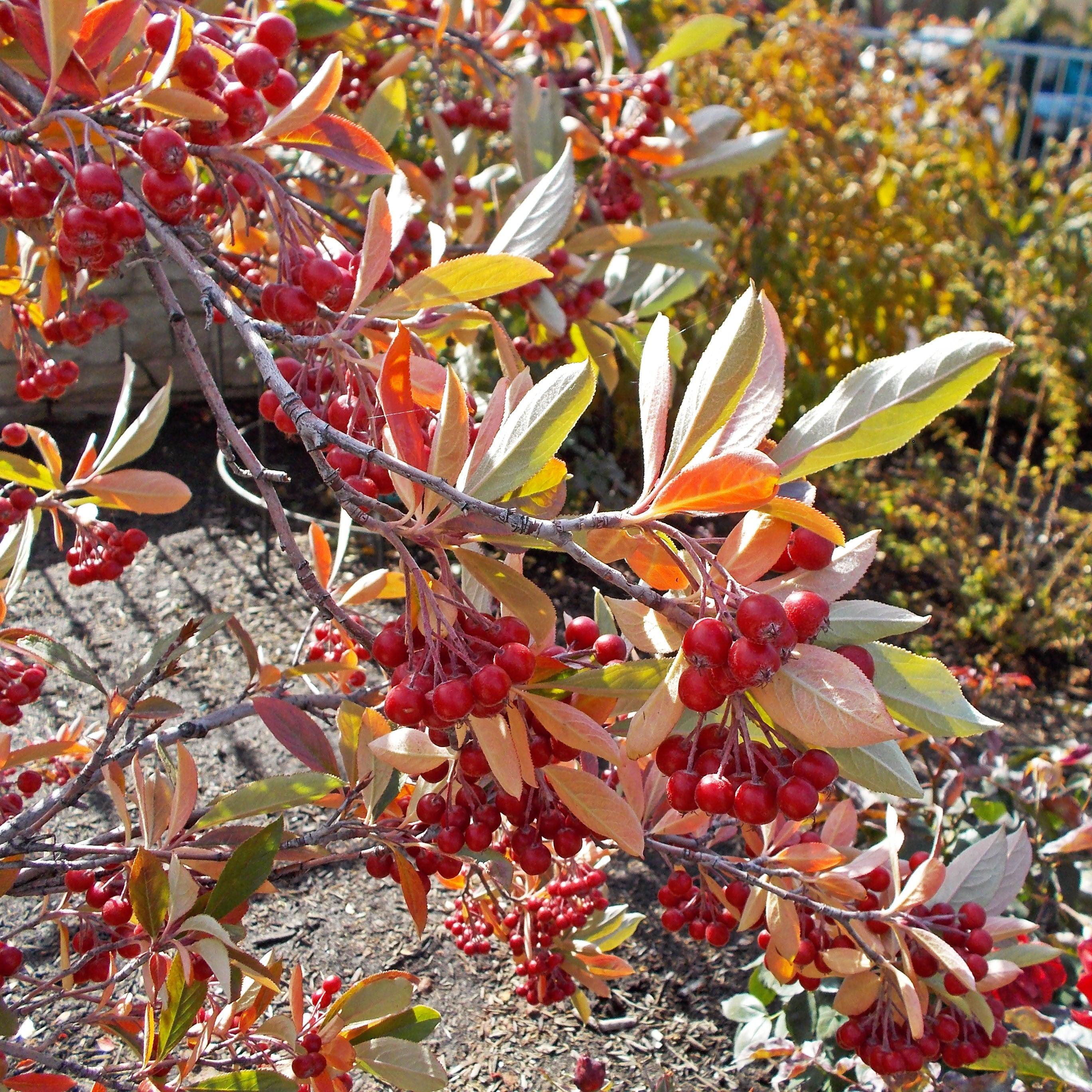 Aronia arbutifolia 'Brilliantissima'  - Brilliant Red Chokeberry