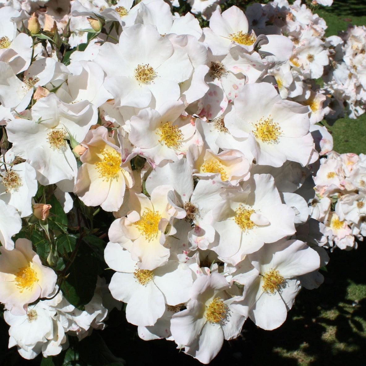 Rosa 'Sally Holmes'  - Sally Holmes Climbing Rose