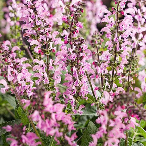 Salvia 'Pink Dawn'  - Color Spires® Pink Dawn Salvia