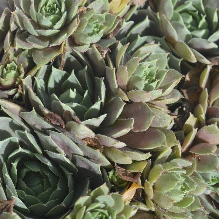 Sempervivum 'Pacific Blue Ice'  - Pacific Blue Ice Hens and Chicks