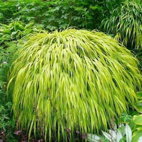 Hakonechloa macra 'Aureola'  - Golden Japanese Forest Grass, Hakone Grass