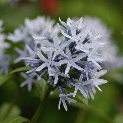 Amsonia tabernaemontana  - Eastern Blue Star