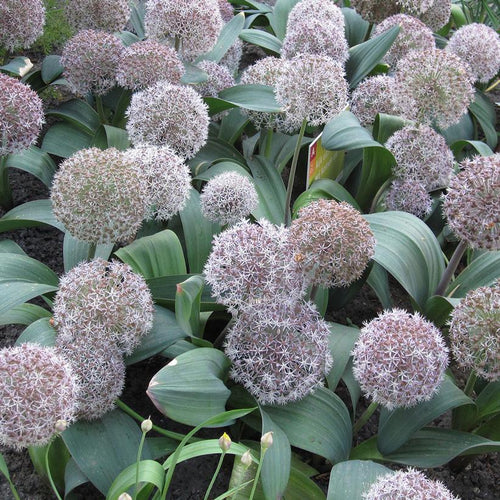 Allium karataviense  - Turkistan Ornamental Onion