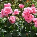 Queen Elizabeth® Fortuniana Rootstock Grandiflora Rose