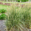 Festuca arundinacea 'Perfect Edging'  - Perfect Edging Tall Fescue