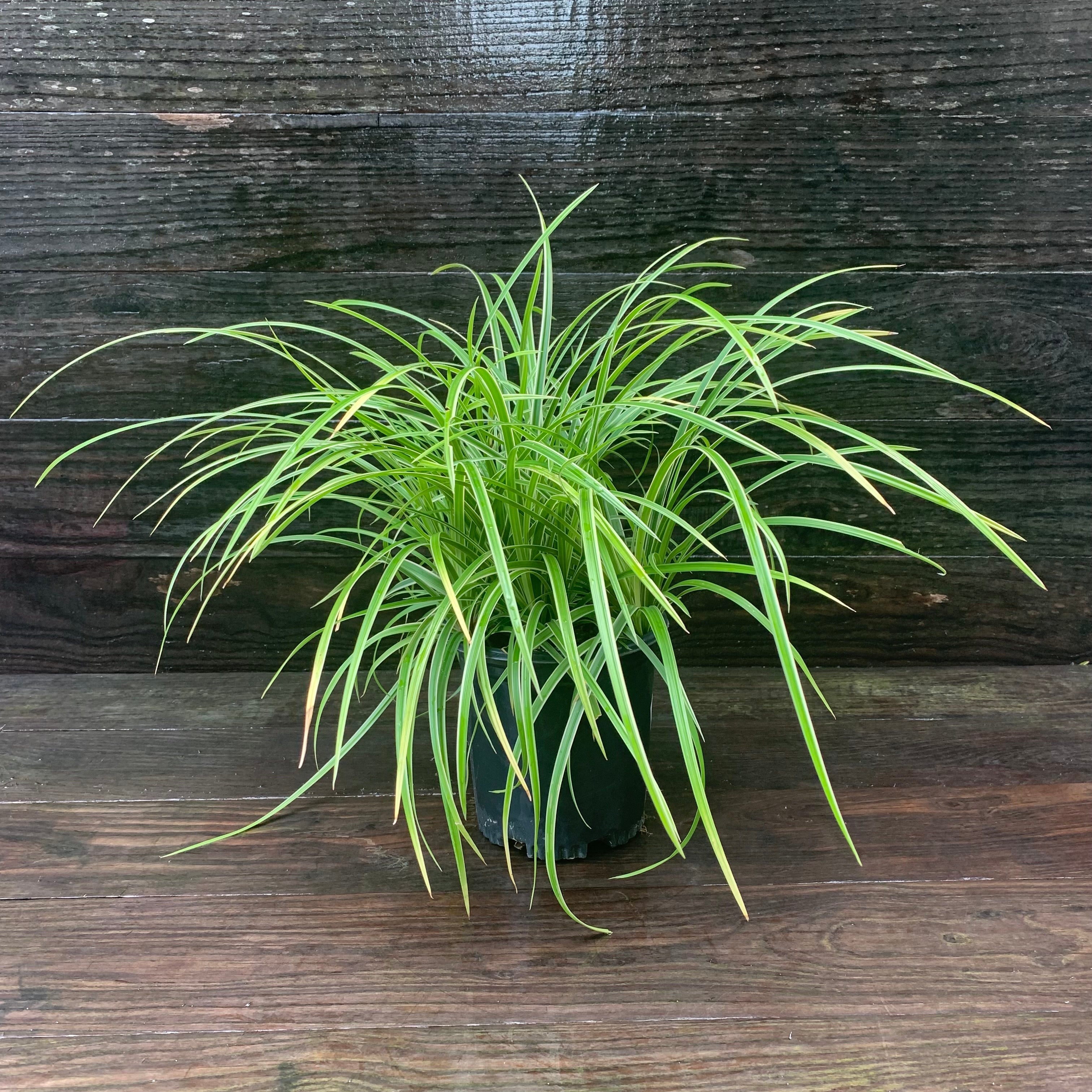 Carex morrowii 'Ice Dance'  - Ice Dance Sedge