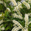 Itea virginica 'SMIHGRS'  - Fountains of Rouge™ Sweetspire