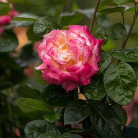 Rosa 'BAIpeace'  - First Edition® Love & Peace® Rose
