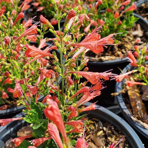 Agastache ‘Kudos Red’  - Kudos™ Red Hummingbird Mint, Hyssop