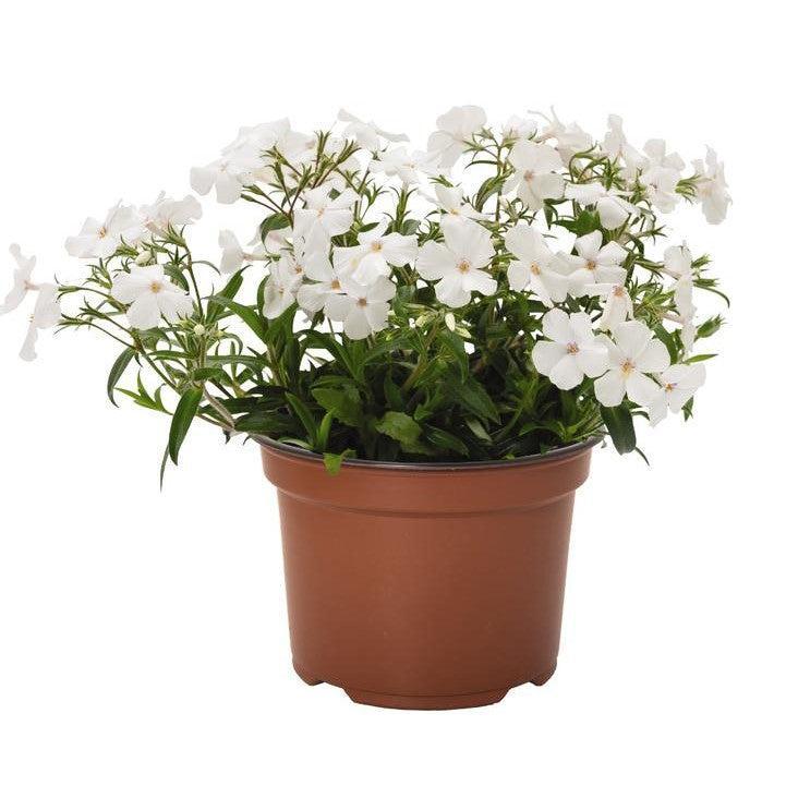 Phlox hybrid 'Woodlander White'  - Woodlander White Phlox