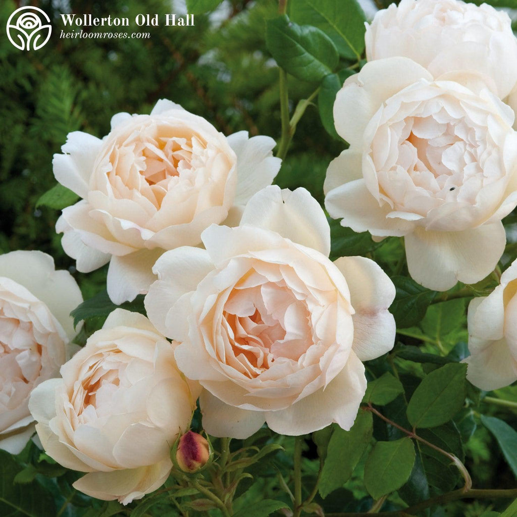 Rosa 'Ausblanket'  - Wollerton Old Hall Rose