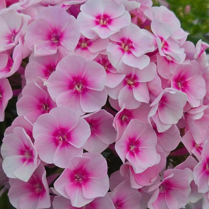 Phlox paniculata 'Volcano Soft Pink with Dark Eye'  - Volcano® Soft Pink with Dark Eye Phlox