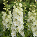 Delphinium x 'Neva'  - Delgenius™ Neva Delphinium